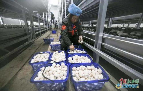 新余報道 江西中田投資12億工廠化生產(chǎn)有機蘑菇
